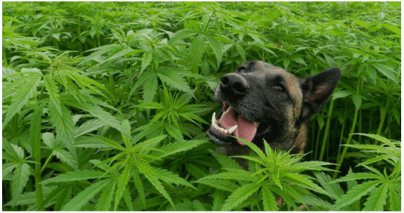 Less Known Things about CBD Oil for Dogs