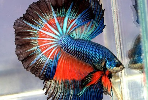 Top 5 Most Popular Bettas Of All Times: The Facts Revealed